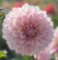 Florelie Antique