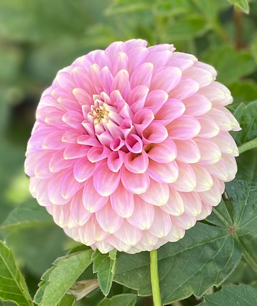 Floralie Oracle