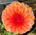 Florelie Angostura
