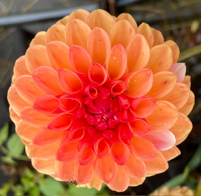 Florelie Angostura