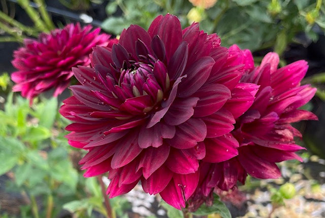 Hollyhill Black Widow