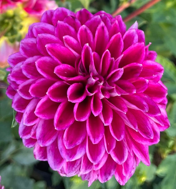 Lee's Black Raspberry