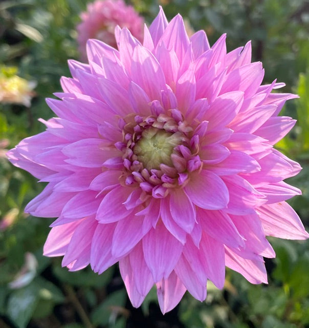 Lee's Fruit Loop Lavender
