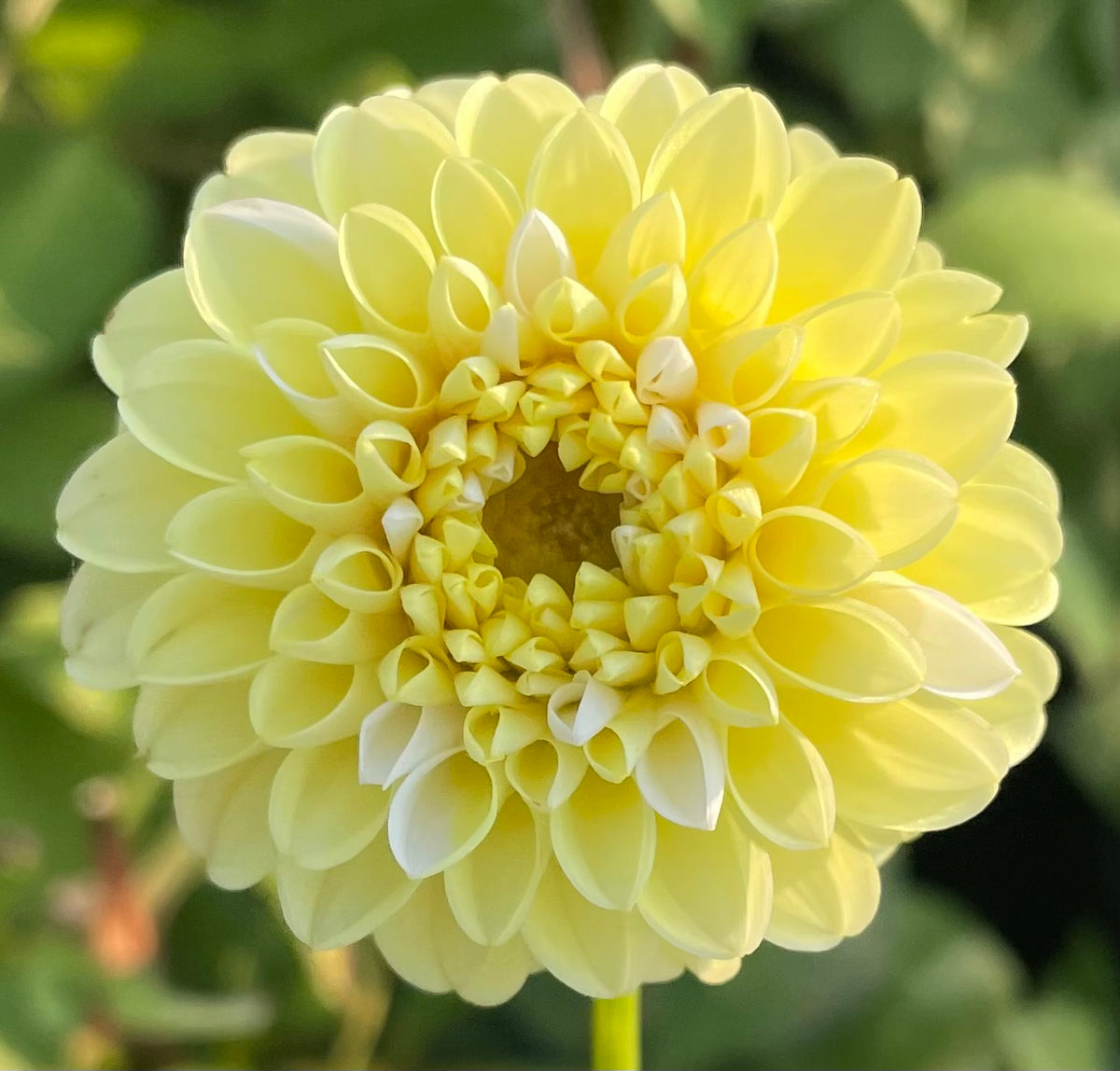 Lee's Pineapple Chiclet