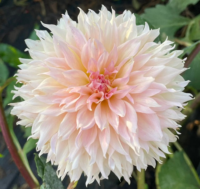 Lee's Pink Grapefruit