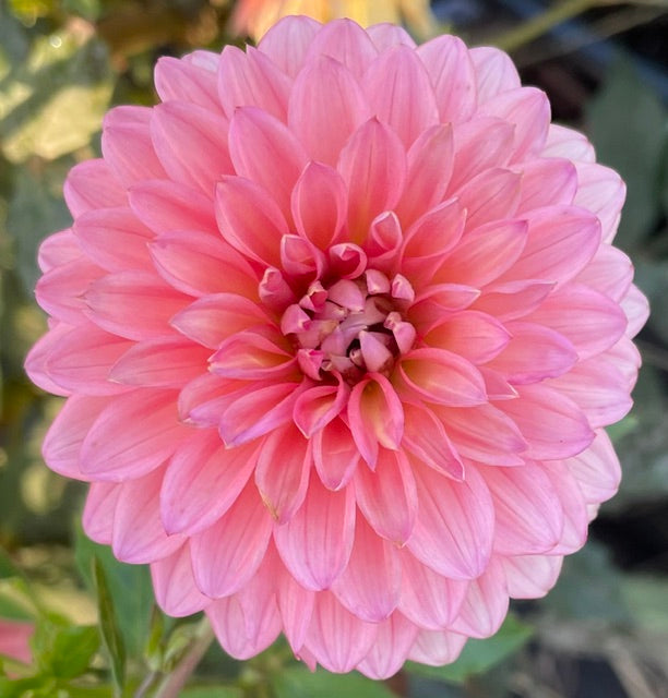 Lee's Zesty Peach