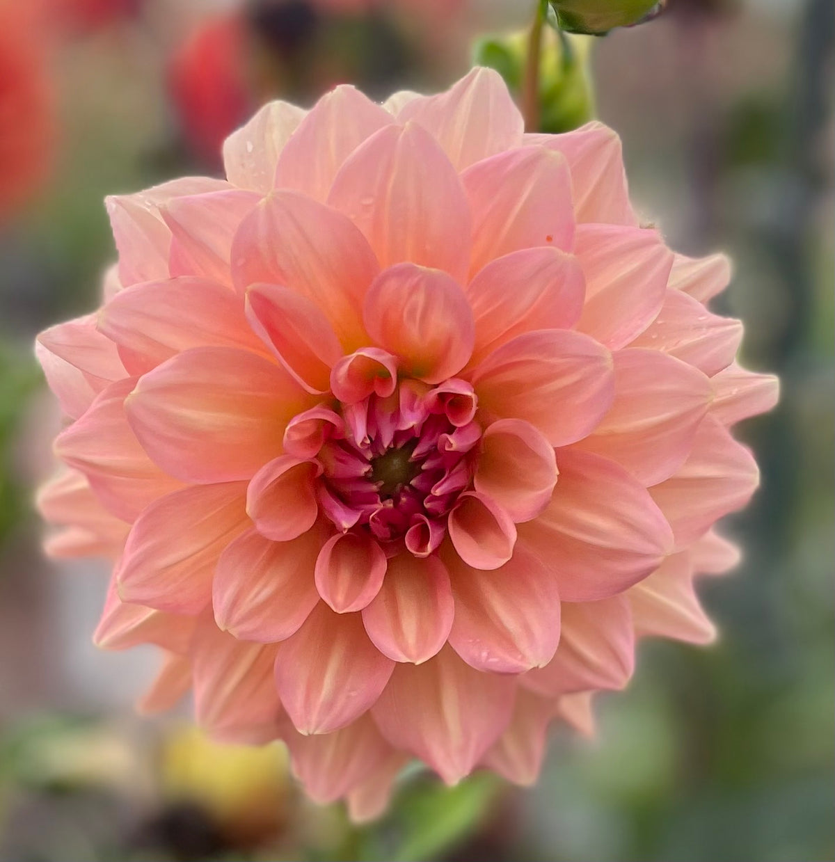 Peach Bud