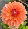 RM Peach Flair