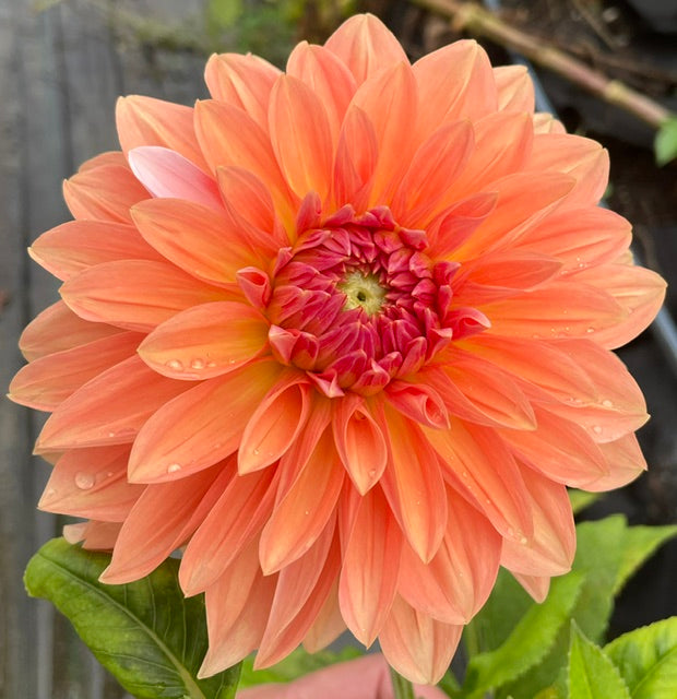RM Peach Flair