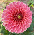 Rose Toscano