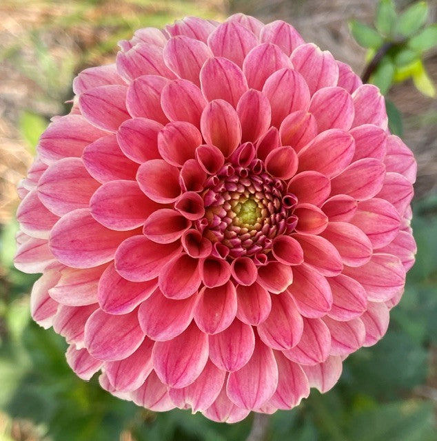 Rose Toscano