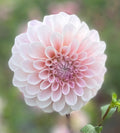 Sweet Nathalie